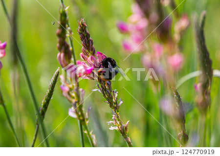 Bumble bee sitting on a thistle flower, closeup. Front view. Genus species Bombus 124770919