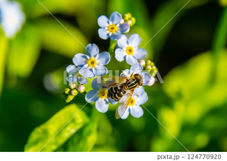 Close-up of a bee collecting nectar from delicate blue flowers in a lush garden during a sunny afternoon 124770920