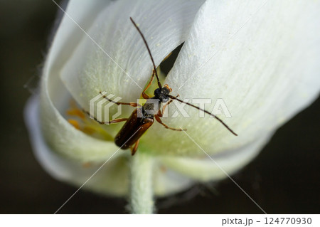 Close-up view of a beetle on a delicate white flower petal in a lush garden during daylight 124770930
