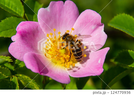 Detailed view of a bee collecting nectar from a pink wildflower on a sunny day in a vibrant garden Detailed view of a bee collecting nectar from a pink wildflower on a sunny day in a vibrant garden 124770936