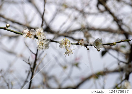 花 フラワー お花 124770957