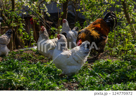 Rooster and hens foraging in a lush green garden during a sunny afternoon in early spring Rooster and hens foraging in a lush green garden during a sunny afternoon in early spring 124770972