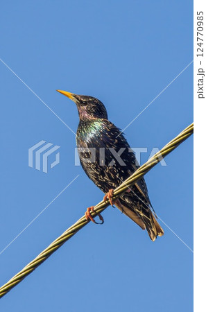 Common Starling Sturnus vulgaris in the foothills, Caucasus, Republic of Dagestan 124770985