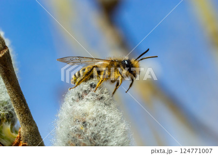 A bee on a branch of a blooming willow 124771007