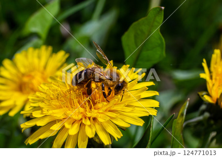 A bee collects pollen near a flower. A bee flies over a flower in a blur background A bee collects pollen near a flower. A bee flies over a flower in a blur background 124771013