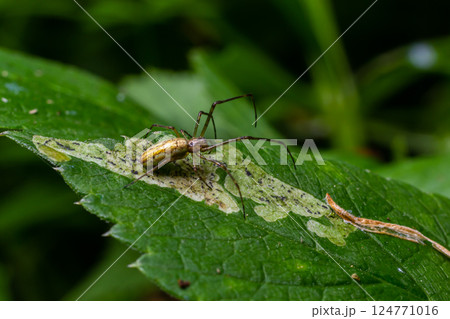 Long Jawed Spider Tetragnatha Extensa Long-Jawed Orb Weaver Spider 124771016
