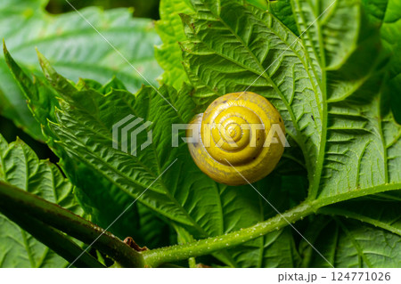 Vibrant yellow snail resting on lush green leaves in a natural habitat during daylight Vibrant yellow snail resting on lush green leaves in a natural habitat during daylight 124771026