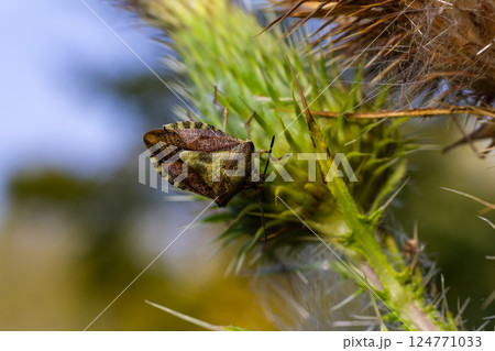 Close-up of a green and brown shield bug resting on a spiky plant in a natural setting under bright sunlight during midday 124771033