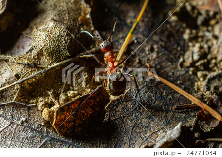 Fourmi rousse des bois Formica rufa in its natural element Fourmi rousse des bois Formica rufa in its natural element 124771034