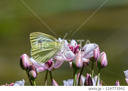 Butterfly resting on pink and white flowers during a sunny day in a vibrant garden 124771042