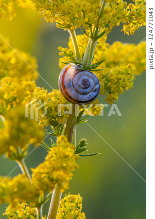 Heath snail Helicella itala banded form, a species of medium-sized, air-breathing land snail, a terrestrial pulmonate gastropod mollusk in the family Geomitridae, the hairy snails and their allies Heath snail Helicella itala banded form, a species of medium-sized, air-breathing land snail, a terrestrial pulmonate gastropod mollusk in the family Geomitridae, the hairy snails and their allies 124771043
