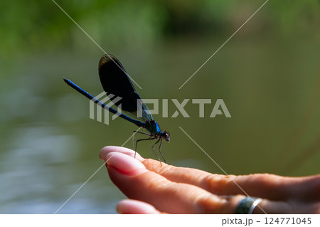 Bright blue dragonfly perched delicately on a person's hand by a tranquil river at midday, showcasing nature's beauty and gentle interaction Bright blue dragonfly perched delicately on a person's hand by a tranquil river at midday, showcasing nature's beauty and gentle interaction 124771045