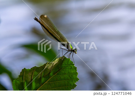 Close-up view of a dragonfly perched on a green leaf near a serene body of water during daylight hours 124771046