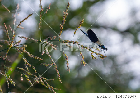 Beautiful black dragonfly resting on tall grass in a serene natural setting during a bright sunny day Beautiful black dragonfly resting on tall grass in a serene natural setting during a bright sunny day 124771047