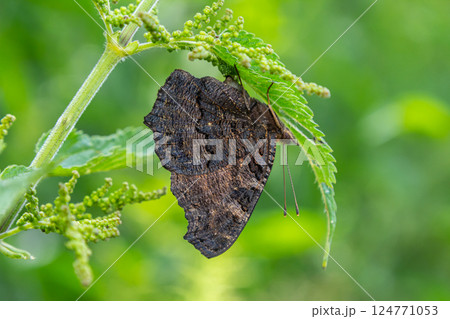 Butterfly resting on green leaf in a natural setting with blurred background during daylight hours in a garden or park Butterfly resting on green leaf in a natural setting with blurred background during daylight hours in a garden or park 124771053