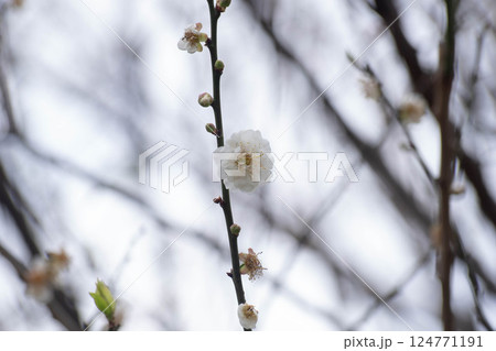 花 フラワー お花 124771191