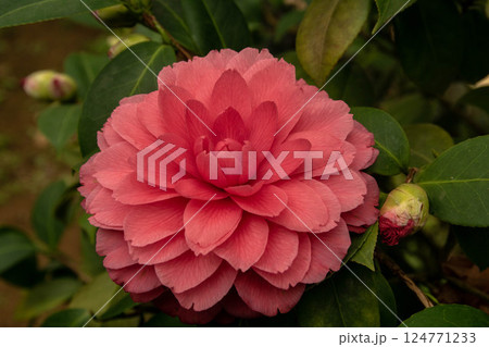 花 フラワー お花 124771233