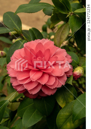 花 フラワー お花 124771234