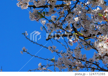 青空に映える桜と月 青空に映える桜と月 124771393