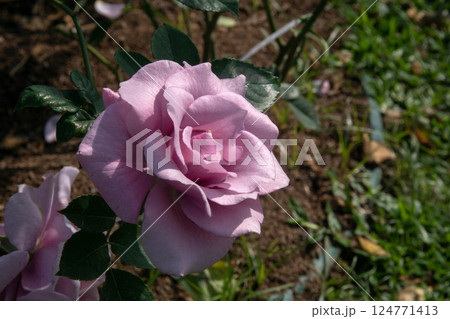 薔薇 バラ科 バラ 124771413