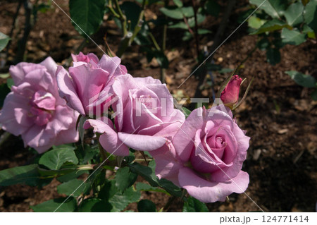 薔薇 バラ科 バラ 124771414