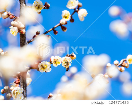 満開の梅の蜜を懸命に集めるかわいいミツバチ 124771426