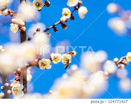 満開の梅の蜜を懸命に集めるかわいいミツバチ 124771427