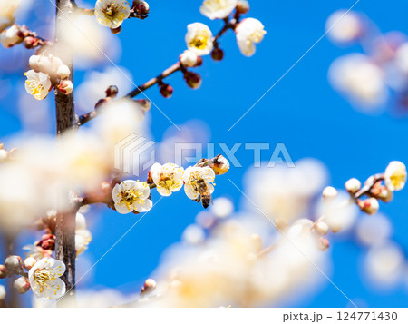 満開の梅の蜜を懸命に集めるかわいいミツバチ 124771430