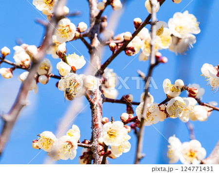 満開の梅の蜜を懸命に集めるかわいいミツバチ 満開の梅の蜜を懸命に集めるかわいいミツバチ 124771431