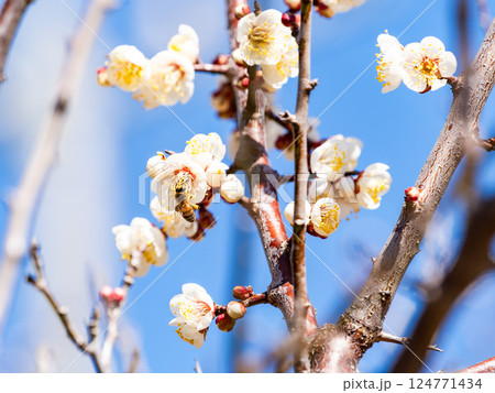 満開の梅の蜜を懸命に集めるかわいいミツバチ 満開の梅の蜜を懸命に集めるかわいいミツバチ 124771434
