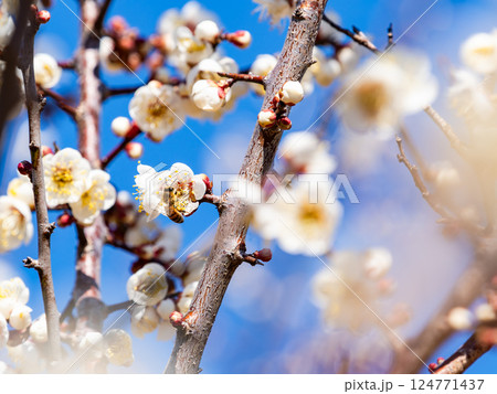 満開の梅の蜜を懸命に集めるかわいいミツバチ 124771437