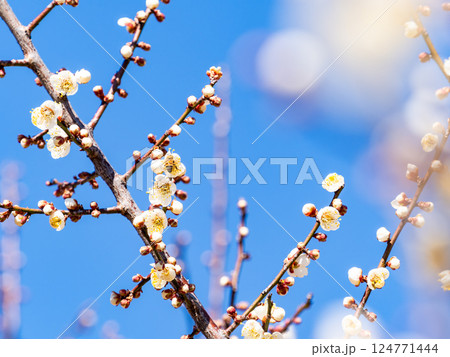 満開の梅の蜜を懸命に集めるかわいいミツバチ 満開の梅の蜜を懸命に集めるかわいいミツバチ 124771444