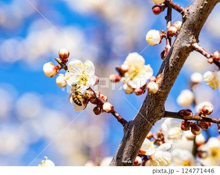 満開の梅の蜜を懸命に集めるかわいいミツバチ 124771446