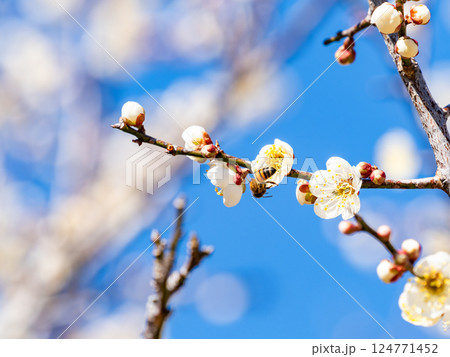 満開の梅の蜜を懸命に集めるかわいいミツバチ 満開の梅の蜜を懸命に集めるかわいいミツバチ 124771452