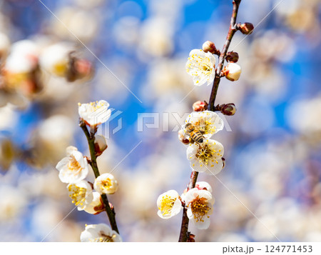 満開の梅の蜜を懸命に集めるかわいいミツバチ 124771453