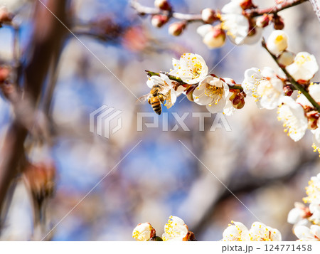 満開の梅の蜜を懸命に集めるかわいいミツバチ 124771458