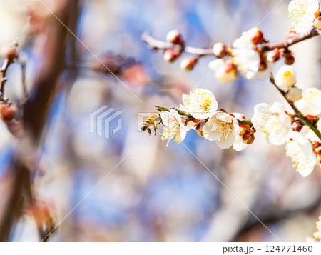 満開の梅の蜜を懸命に集めるかわいいミツバチ 124771460