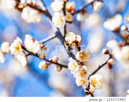 満開の梅の蜜を懸命に集めるかわいいミツバチ 124771465