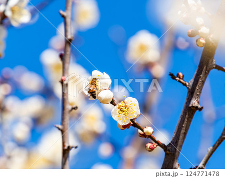 満開の梅の蜜を懸命に集めるかわいいミツバチ 124771478