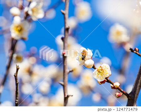 満開の梅の蜜を懸命に集めるかわいいミツバチ 124771479