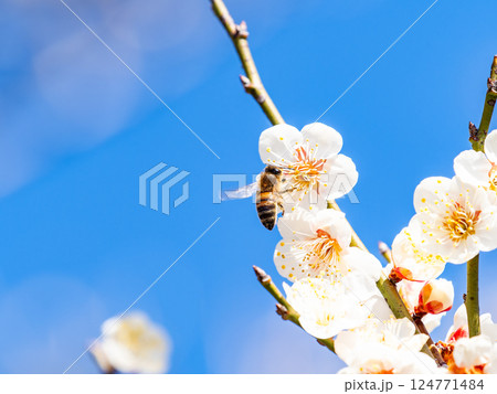 満開の梅の蜜を懸命に集めるかわいいミツバチ 124771484