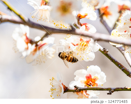 満開の梅の蜜を懸命に集めるかわいいミツバチ 124771485