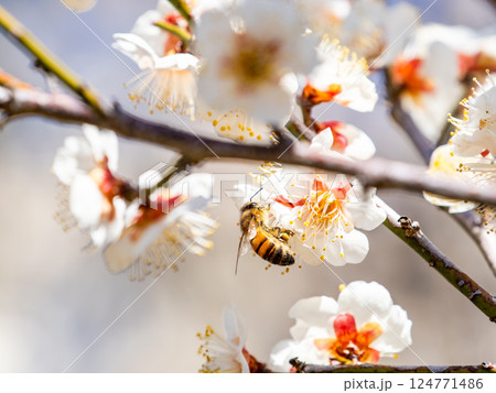満開の梅の蜜を懸命に集めるかわいいミツバチ 124771486