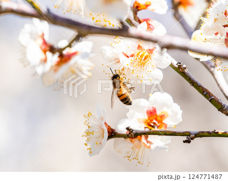満開の梅の蜜を懸命に集めるかわいいミツバチ 満開の梅の蜜を懸命に集めるかわいいミツバチ 124771487