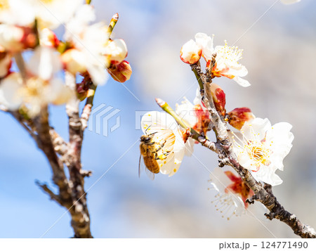満開の梅の蜜を懸命に集めるかわいいミツバチ 124771490