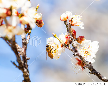 満開の梅の蜜を懸命に集めるかわいいミツバチ 満開の梅の蜜を懸命に集めるかわいいミツバチ 124771491