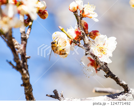 満開の梅の蜜を懸命に集めるかわいいミツバチ 満開の梅の蜜を懸命に集めるかわいいミツバチ 124771492