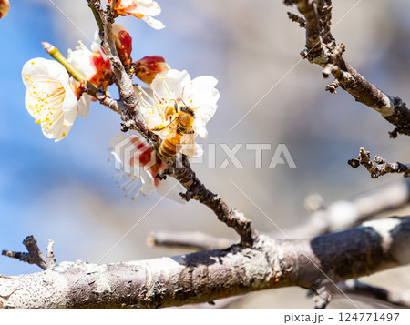 満開の梅の蜜を懸命に集めるかわいいミツバチ 満開の梅の蜜を懸命に集めるかわいいミツバチ 124771497