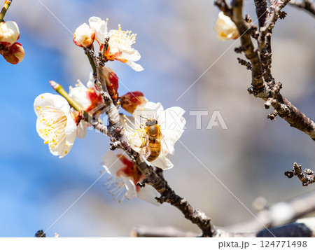 満開の梅の蜜を懸命に集めるかわいいミツバチ 124771498