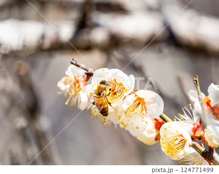 満開の梅の蜜を懸命に集めるかわいいミツバチ 124771499